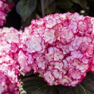 Hortensja Ogrodowa 'Miss Saori' – Sadzonka 20 cm