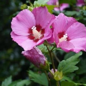 Ketmia syryjska (Hibiskus) Russian Violet 'Floru' – Sadzonka 30 cm
