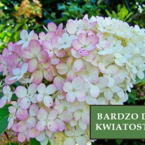 Hortensja Bukietowa 'Vanilla Frise' – Sadzonka 40 cm