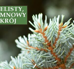 Świerk Srebrny Kłujący 'Iseli Fastigiate' – Sadzonka 40 cm