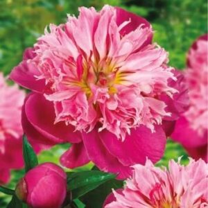 Peonia – Piwonia 'Belleville' – 1 szt.