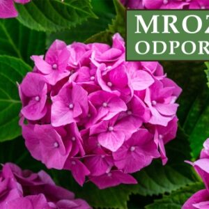 Hortensja Ogrodowa 'Bouquet Rose' – Sadzonka 20 cm