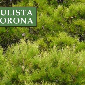 Sosna Czarna 'Oregon Green' – Sadzonka 30 cm