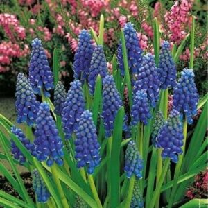 Muscari – Szafirek Armeński 'Armeniacum' – 30 szt.