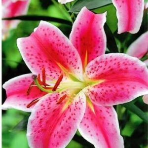 Lilia Orientalna 'Stragazer' – 4 szt.