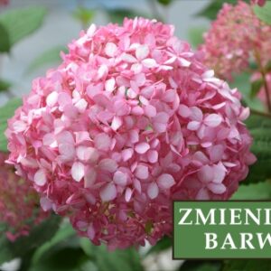 Hortensja Bukietowa 'Pink Diamond' – Sadzonka 40 cm