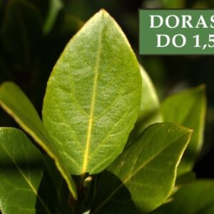 Laurowiśnia wschodnia 'Etna' – Sadzonka 50 cm