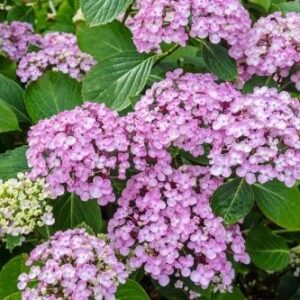 Hortensja Ogrodowa 'Ayesha' – Sadzonka 20 cm