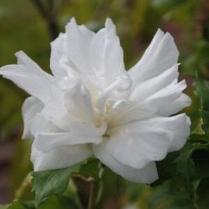 Ketmia syryjska (Hibiskus) White Chiffon 'Notwoodtwo' – Sadzonka 30 cm