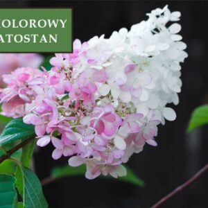 Hortensja Bukietowa 'Pink Lady' – Sadzonka 30 cm
