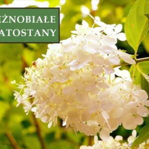 Hortensja Bukietowa 'Polar Bear' – Sadzonka 30 cm