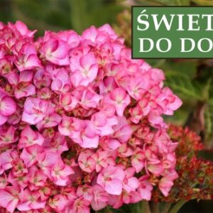 Hortensja Ogrodowa Salsa 'Sidsalimp' – Sadzonka 20 cm