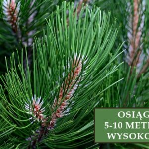 Sosna Czarna 'Spilberg' – Sadzonka 30 cm