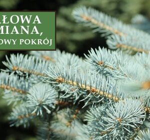 Świerk Srebrny Kłujący 'Waldbrunn' – Sadzonka 20 cm