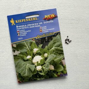 Kalafior 'Multi-Head' F1 – Wielogłowiasty – Kiepenkerl