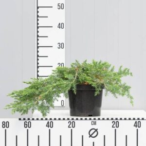 Jałowiec Nadbrzeżny 'Schlager' – Sadzonka 30 cm