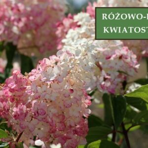 Hortensja Bukietowa 'Pinky Winky' – Sadzonka 30 cm