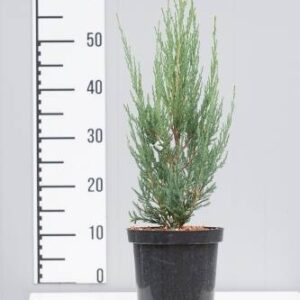 Jałowiec Skalny 'Blue Arrow' – Sadzonka 50 cm
