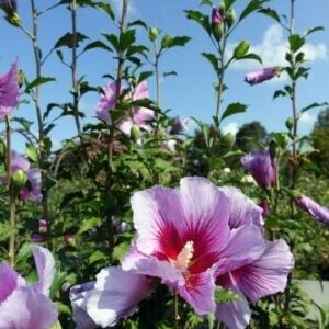 Ketmia syryjska (Hibiskus) Flower Tower Purple 'Gandini Santiago' – Sadzonka 30 cm
