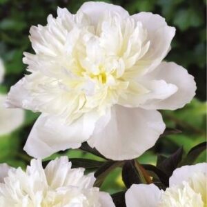 Peonia – Piwonia 'Duchesse De Nemours' – 1 szt.