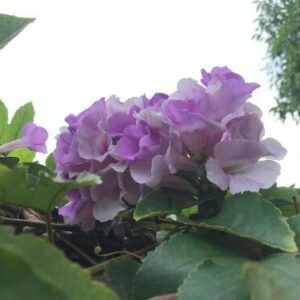 Hortensja Ogrodowa 'Renate Steiniger' – Sadzonka 20 cm