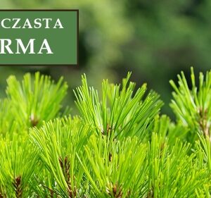 Sosna Górska Kosodrzewina 'Wintergold' – Sadzonka 30 cm