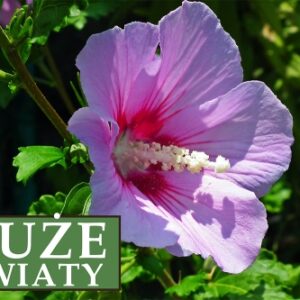 Ketmia syryjska (Hibiskus) 'Maike' – Sadzonka 30 cm