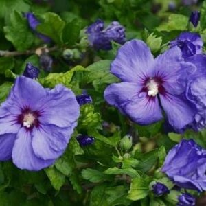 Ketmia syryjska (Hibiskus) 'Marina' – Sadzonka 30 cm