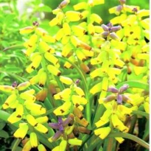 Muscari – Szafirek 'Macrocarpum' – 5 szt.