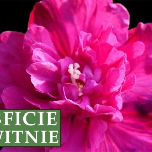 Ketmia syryjska (Hibiskus) Purple Ruffles 'Sanchoyo' – Sadzonka 30 cm