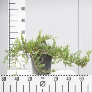 Jałowiec Sabiński 'Tamariscifolia' – Sadzonka 30 cm