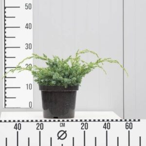 Jałowiec Chiński 'Blue Alps' – Sadzonka 40 cm
