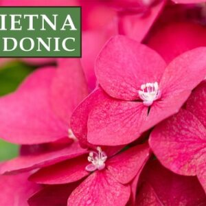Hortensja Ogrodowa 'Mini Hörnli' – Sadzonka 20 cm