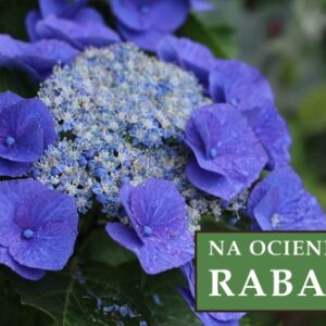 Hortensja Ogrodowa 'Mariesii Perfecta' – Sadzonka 20 cm