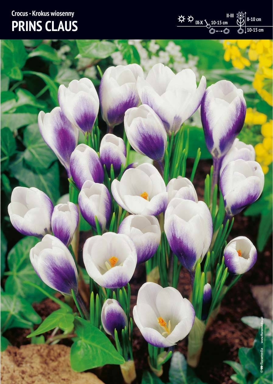 Krokus ‘Prins Claus’ – 12 szt.