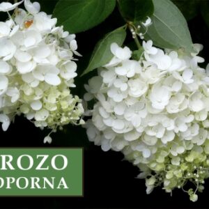 Hortensja bukietowa 'Baby Lace' – Sadzonka 40 cm