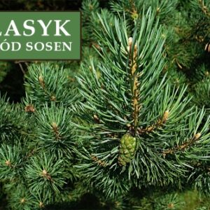 Sosna zwyczajna 'Watererii' – Sadzonka 30 cm