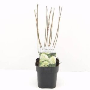 Hortensja bukietowa 'Limelight' PBR – Sadzonka 40 cm