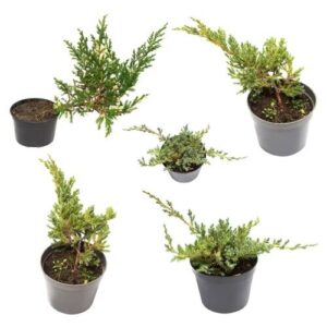 Jałowiec Płożący 'Andorra Compact' – Sadzonka 30 cm
