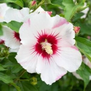 Ketmia syryjska (Hibiskus) 'Red Heart' – Sadzonka 30 cm