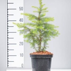 Świerk Serbski – Sadzonka 30 cm