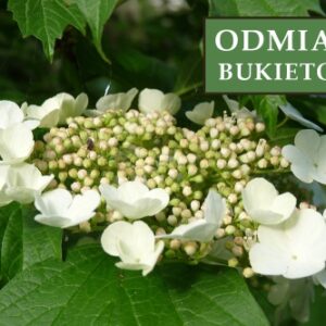 Hortensja Bukietowa 'Unique' – Sadzonka 40 cm