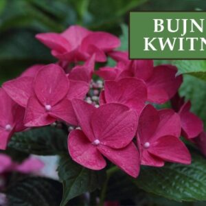 Hortensja Bukietowa 'Wim's Red' – Sadzonka 30 cm