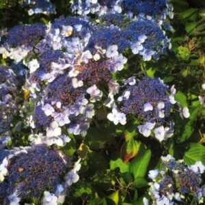 Hortensja Kosmata 'Macrophylla' – Sadzonka 20 cm