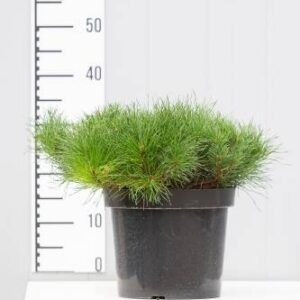 Sosna Górska Kosodrzewina 'Pumilio' – Sadzonka 20 cm