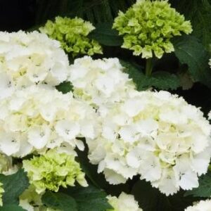 Hortensja Ogrodowa 'Nymphe' – Sadzonka 20 cm