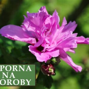 Ketmia syryjska (Hibiskus) Magenta Chiffon 'Rwoods5' – Sadzonka 30 cm
