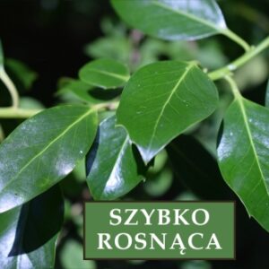 Laurowiśnia Wschodnia 'Novita' – Sadzonka 60 cm