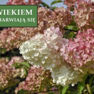 Hortensja bukietowa 'Candlelight' – Sadzonka 40 cm