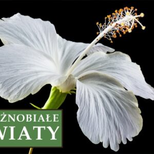 Ketmia syryjska (Hibiskus) 'William R. Smith' – Sadzonka 30 cm
